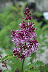 Royalty Lilac (Syringa x prestoniae 'Royalty') at The Green Spot Home & Garden