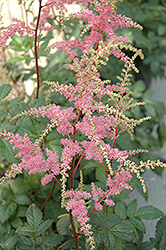 Bressingham Beauty Astilbe (Astilbe x arendsii 'Bressingham Beauty') at The Green Spot Home & Garden