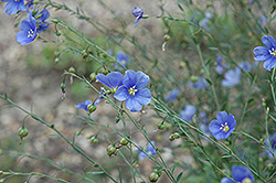 Sapphire Perennial Flax (Linum perenne 'Sapphire') at The Green Spot Home & Garden