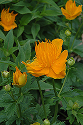 Golden Queen Globeflower (Trollius chinensis 'Golden Queen') at The Green Spot Home & Garden