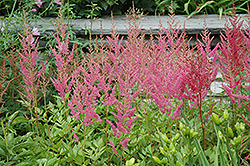 Visions in Pink Chinese Astilbe (Astilbe chinensis 'Visions in Pink') at The Green Spot Home & Garden