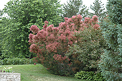 Royal Purple Smokebush (Cotinus coggygria 'Royal Purple') at The Green Spot Home & Garden
