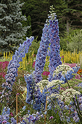 Blue Lace Larkspur (Delphinium 'Blue Lace') at The Green Spot Home & Garden