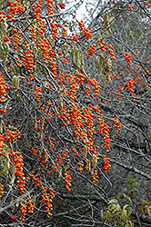 American Bittersweet (Celastrus scandens) at The Green Spot Home & Garden