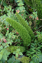 Asparagus Fern (Asparagus densiflorus) at The Green Spot Home & Garden