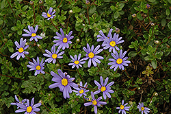 Blue Daisy (Felicia amelloides) at The Green Spot Home & Garden