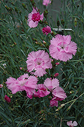 Pinks (Dianthus plumarius) at The Green Spot Home & Garden