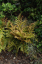 Autumn Fern (Dryopteris erythrosora) at The Green Spot Home & Garden