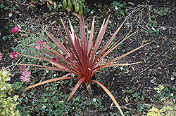 Red Star Red Grass Tree (Cordyline australis 'Red Star') at The Green Spot Home & Garden