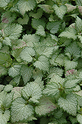 Ghost Spotted Dead Nettle (Lamium maculatum 'Ghost') at The Green Spot Home & Garden