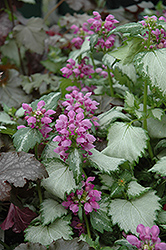 Ghost Spotted Dead Nettle (Lamium maculatum 'Ghost') at The Green Spot Home & Garden