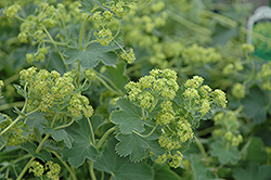 Gold Strike Lady's Mantle (Alchemilla 'Gold Strike') at The Green Spot Home & Garden