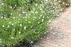 Whirling Butterflies Gaura (Gaura lindheimeri 'Whirling Butterflies') at The Green Spot Home & Garden