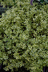 Highland Cream Creeping Thyme (Thymus praecox 'Highland Cream') at The Green Spot Home & Garden