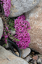 Pink Chintz Creeping Thyme (Thymus praecox 'Pink Chintz') at The Green Spot Home & Garden