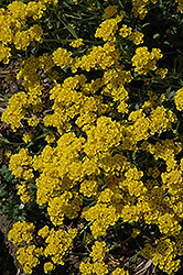 Basket Of Gold Alyssum (Aurinia saxatilis) at The Green Spot Home & Garden