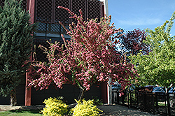 Toba Hawthorn (Crataegus x mordenensis 'Toba') at The Green Spot Home & Garden