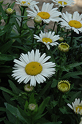Snow Lady Shasta Daisy (Leucanthemum x superbum 'Snow Lady') at The Green Spot Home & Garden