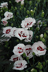 Scent First Coconut Surprise Pinks (Dianthus 'WP05Yves') at The Green Spot Home & Garden