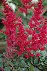 Fanal Astilbe (Astilbe x arendsii 'Fanal') at The Green Spot Home & Garden