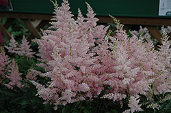 Younique Silvery Pink Astilbe (Astilbe 'Verssilverypink') at The Green Spot Home & Garden