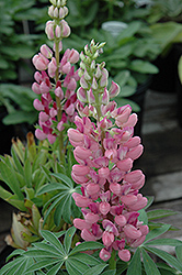 Gallery Pink Lupine (Lupinus 'Gallery Pink') at The Green Spot Home & Garden