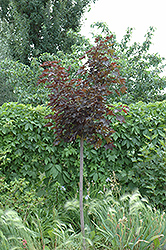 Prairie Splendor Norway Maple (Acer platanoides 'Prairie Splendor') at The Green Spot Home & Garden