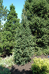 Columnar Norway Spruce (Picea abies 'Cupressina') at The Green Spot Home & Garden