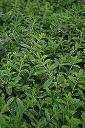 Allyson Mexican Heather (Cuphea hyssopifolia 'Allyson') at The Green Spot Home & Garden