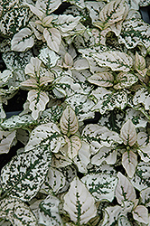 Splash Select White Polka Dot Plant (Hypoestes phyllostachya 'PAS2343') at The Green Spot Home & Garden
