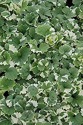 Variegated Ground Ivy (Glechoma hederacea 'Variegata') at The Green Spot Home & Garden