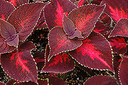 ColorBlaze Kingswood Torch Coleus (Solenostemon scutellarioides 'Kingswood Torch') at The Green Spot Home & Garden