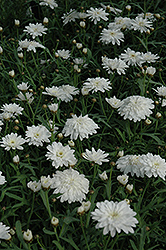 Madeira Double White Marguerite Daisy (Argyranthemum frutescens 'Madeira Double White') at The Green Spot Home & Garden