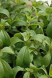 Sweetleaf (Stevia rebaudiana) at The Green Spot Home & Garden