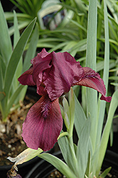 Red Dwarf Bearded Iris (Iris pumila 'Red') at The Green Spot Home & Garden