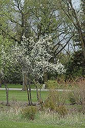 Toka Plum (Prunus 'Toka') at The Green Spot Home & Garden