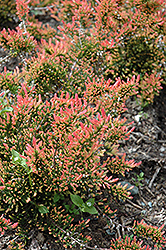 Red Fred Heather (Calluna vulgaris 'Red Fred') at The Green Spot Home & Garden