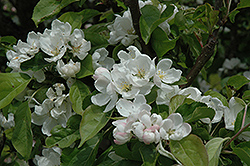 Rescue Apple-Crab (Malus 'Rescue') at The Green Spot Home & Garden