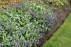 Trevi Fountain Lungwort (Pulmonaria 'Trevi Fountain') at The Green Spot Home & Garden