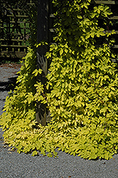 Golden Hops (Humulus lupulus 'Aureus') at The Green Spot Home & Garden