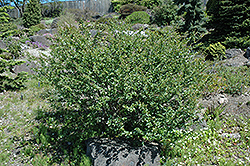 Arctic Birch (Betula nana) at The Green Spot Home & Garden