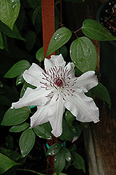 Eye Of The Storm Clematis (Clematis 'Vancouver Fragrant Star') at The Green Spot Home & Garden