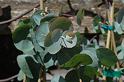 Silver Dollar Gum (Eucalyptus cinerea) at The Green Spot Home & Garden