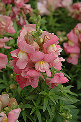 Snapshot Pink Snapdragon (Antirrhinum majus 'PAS409640') at The Green Spot Home & Garden