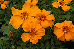 Disco Orange Marigold (Tagetes patula 'Disco Orange') at The Green Spot Home & Garden