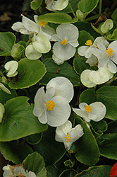Prelude White Begonia (Begonia 'Prelude White') at The Green Spot Home & Garden