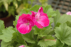 Elegance Lilac Sachet Geranium (Pelargonium 'Elegance Lilac Sachet') at The Green Spot Home & Garden