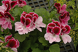 Elegance Purple Majesty Geranium (Pelargonium 'Elegance Purple Majesty') at The Green Spot Home & Garden