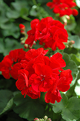 Patriot Bright Red Geranium (Pelargonium 'Patriot Bright Red') at The Green Spot Home & Garden