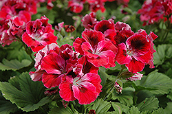 Elegance Red Velvet Geranium (Pelargonium 'Elegance Red Velvet') at The Green Spot Home & Garden